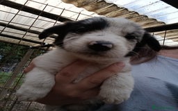 Border Collie cani in vendita: Cuccioli di border collie a Provincia di Treviso - Immagine 4