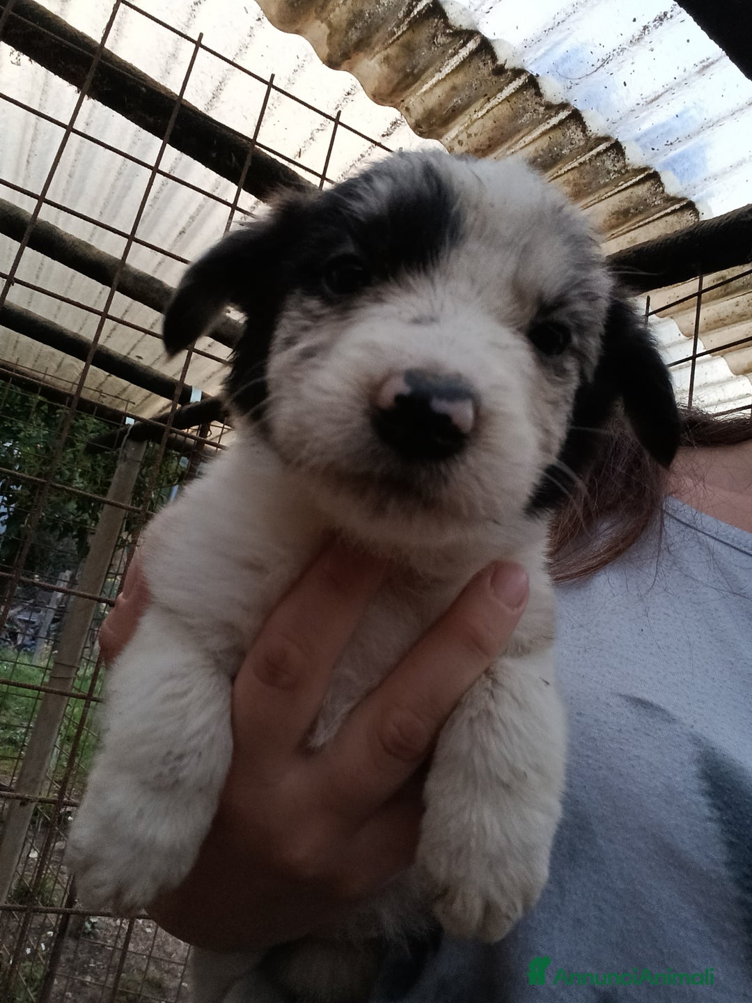 Border Collie cani in vendita: Cuccioli di border collie a Provincia di Treviso - Immagine 4