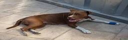 Pitbull cani in regalo: DALILA gentile e socievole - Annuncio 5