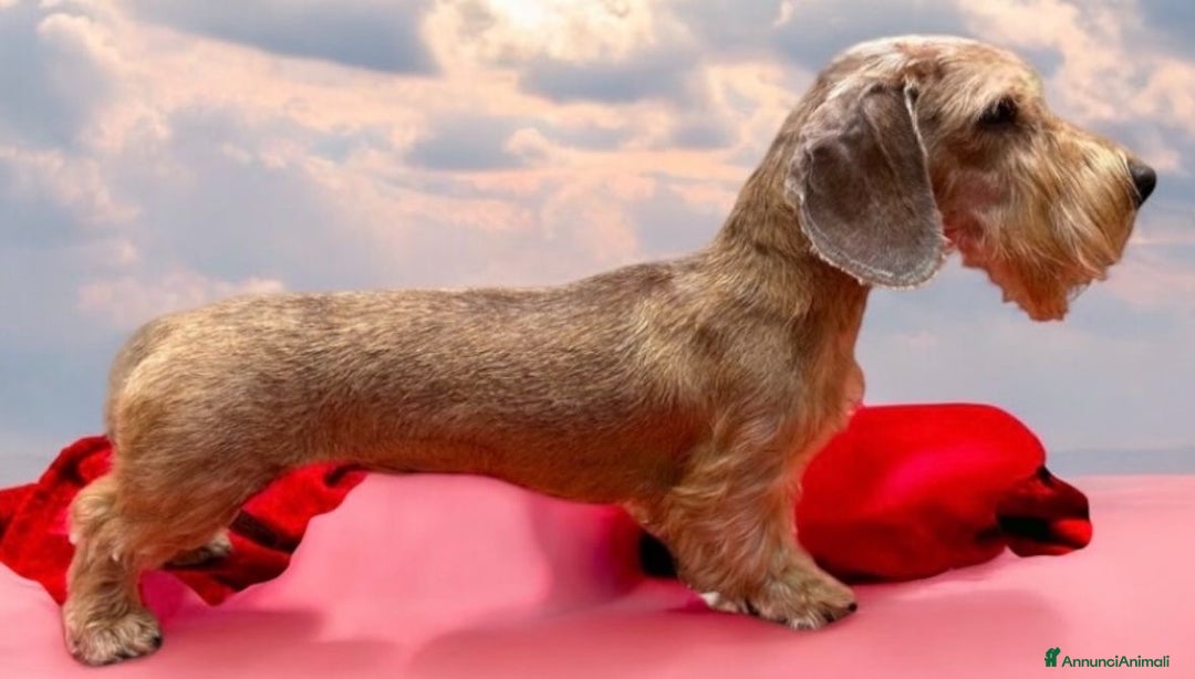 Bassotto cani in vendita: Cuccioli di bassotto a pelo duro - Annuncio 10