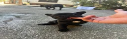Bulldog Francese cani in vendita: bulldog francese blue merlè e 2 nere tigrate - Annuncio 19