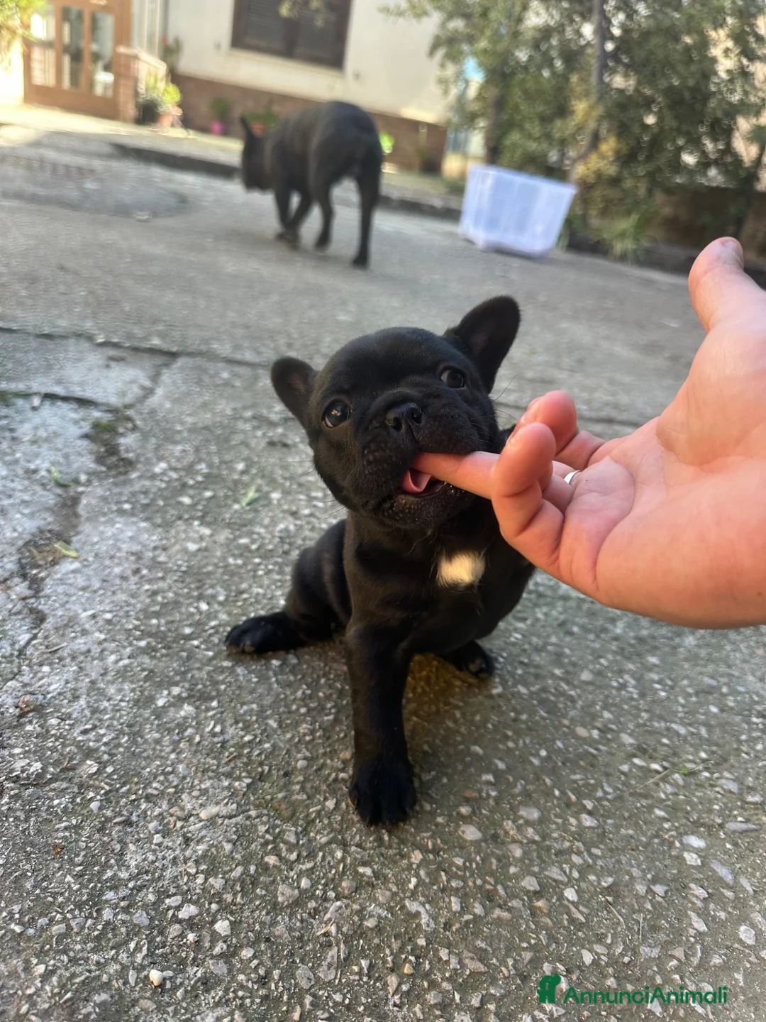 Bulldog Francese cani in vendita: bulldog francese blue merlè e 2 nere tigrate - Annuncio 19