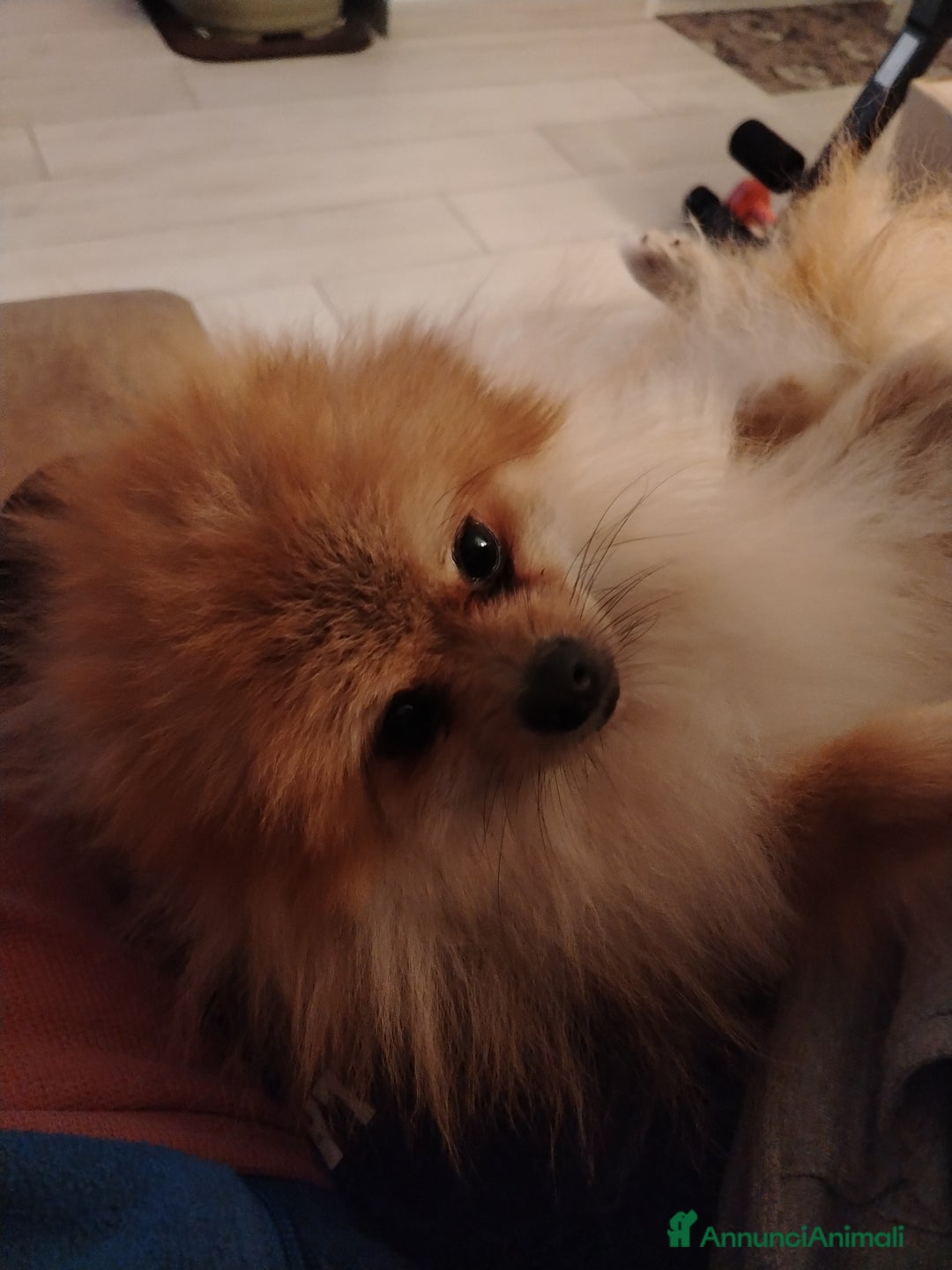 Volpino Pomerania cani in vendita: URGENTE!!! Cedesi per trasferimento - Annuncio 5