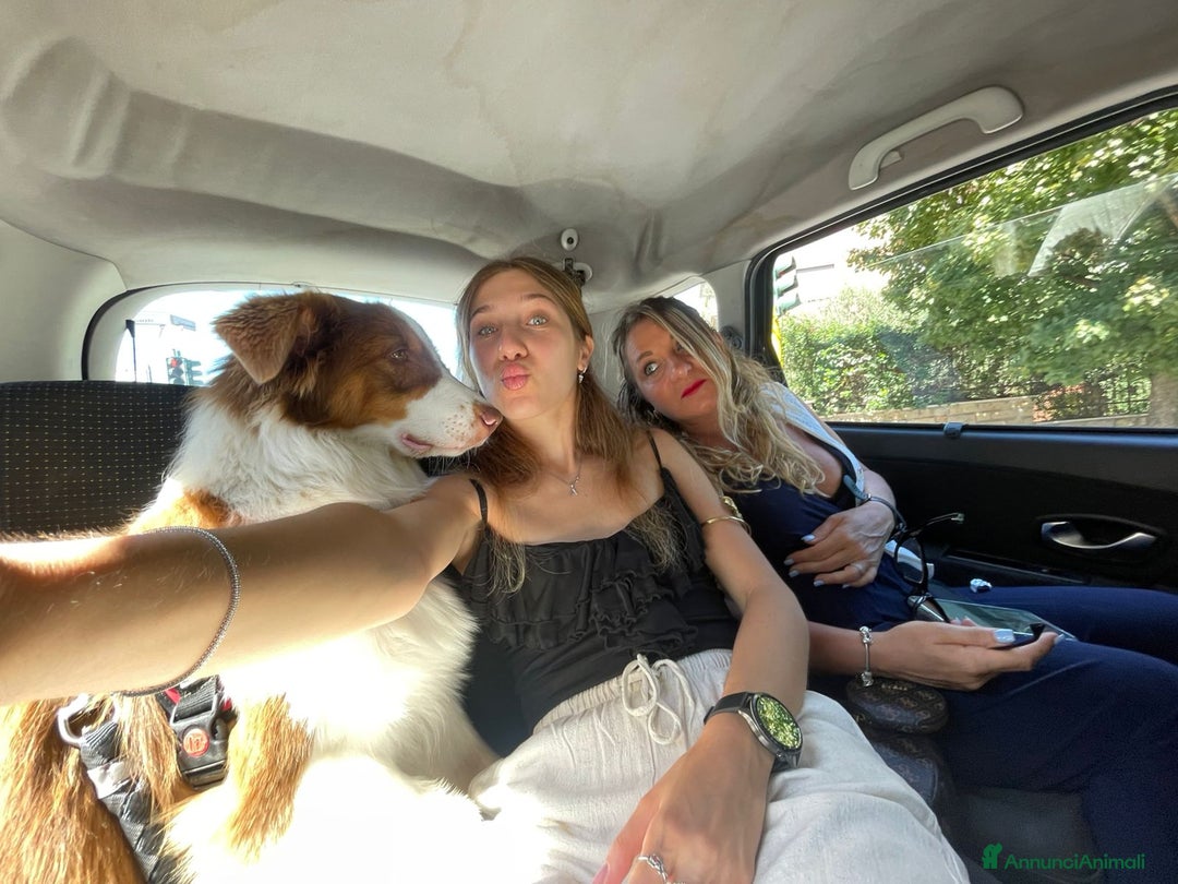 Australian Shepherd cani per accoppiamento: Pastore australiano  - Annuncio 2