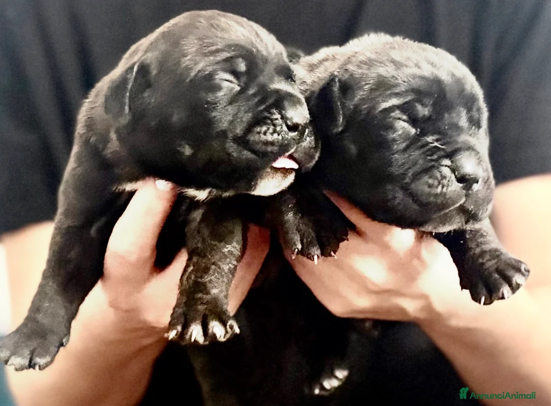 Cane Corso cani in vendita: Cuccioli cane corso selezionati  - Annuncio 2