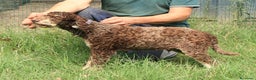 Lagotto cani in vendita: Lagotto romagnolo - maschio giovane 1 a Provincia di Ravenna - Annuncio 4