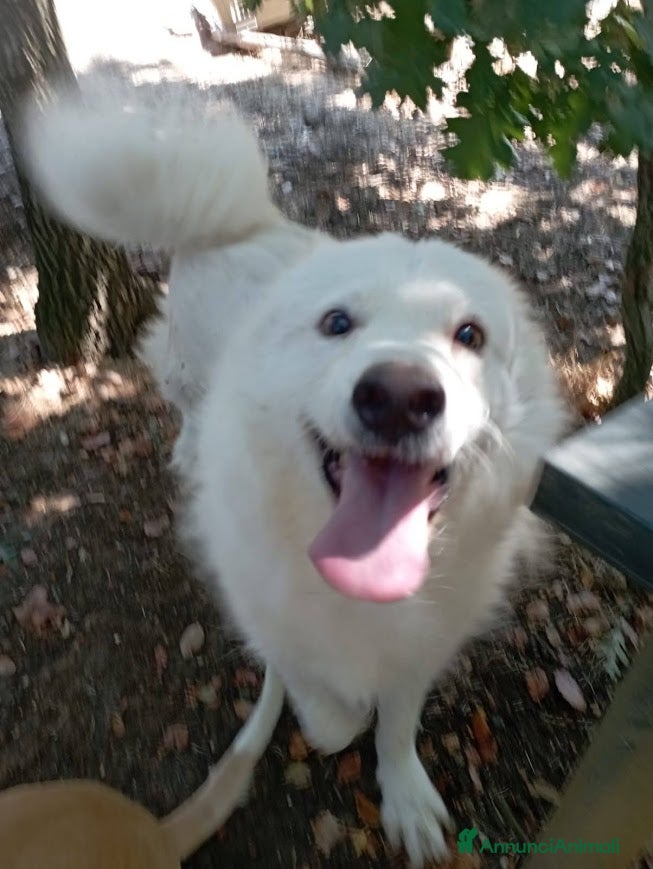 Meticcio cani CARATTERE SPLENDIDO, BELLISSIMO 3 ANNI - Annuncio 1