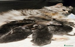 Siberiano gatti in vendita: Cuccioli gatto Siberiano ipoallergenico - Immagine 7