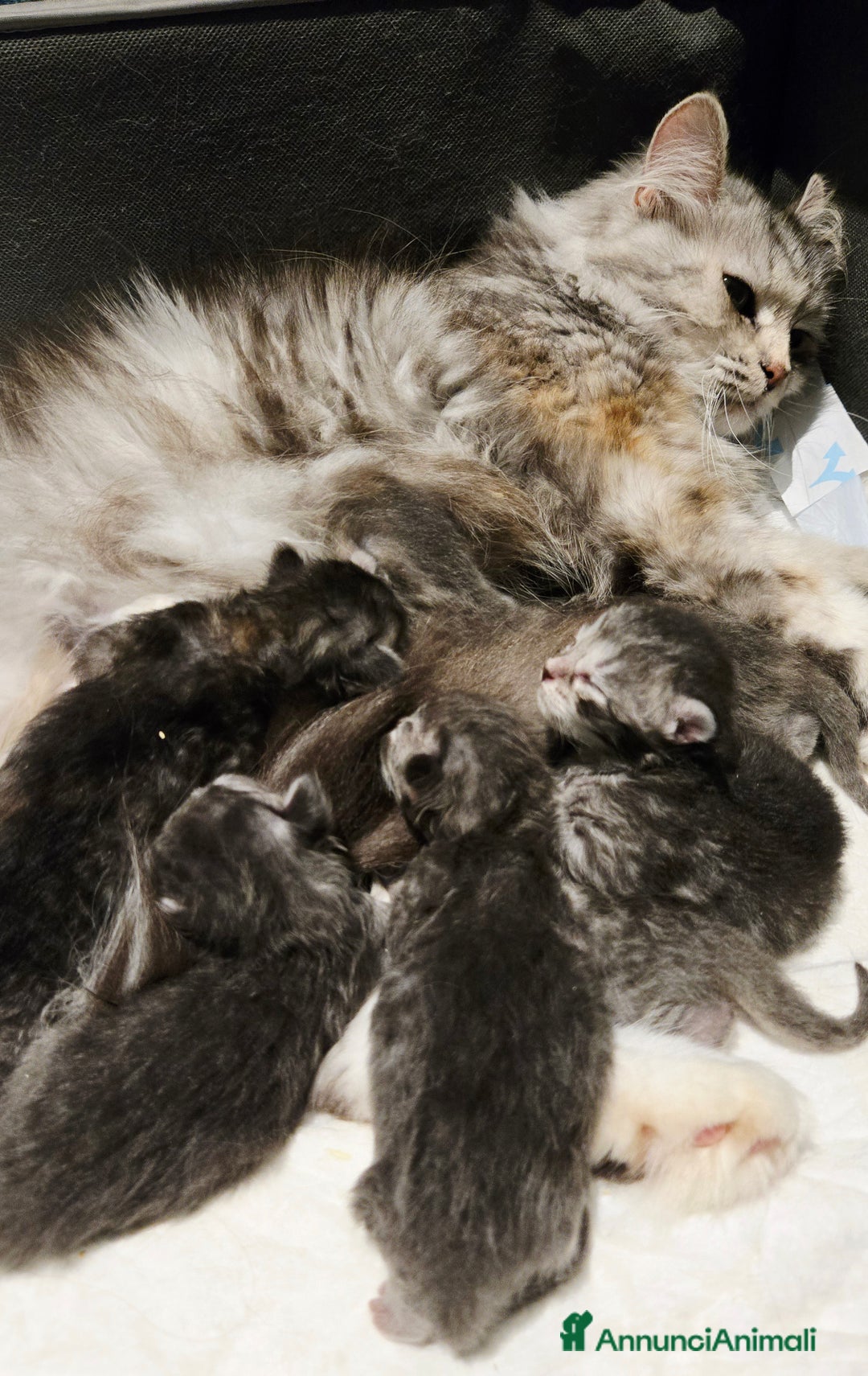 Siberiano gatti in vendita: Cuccioli gatto Siberiano ipoallergenico - Immagine 7