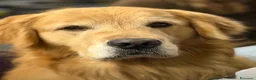 Golden Retriever cani in vendita: Golden Retriever  - Annuncio 5