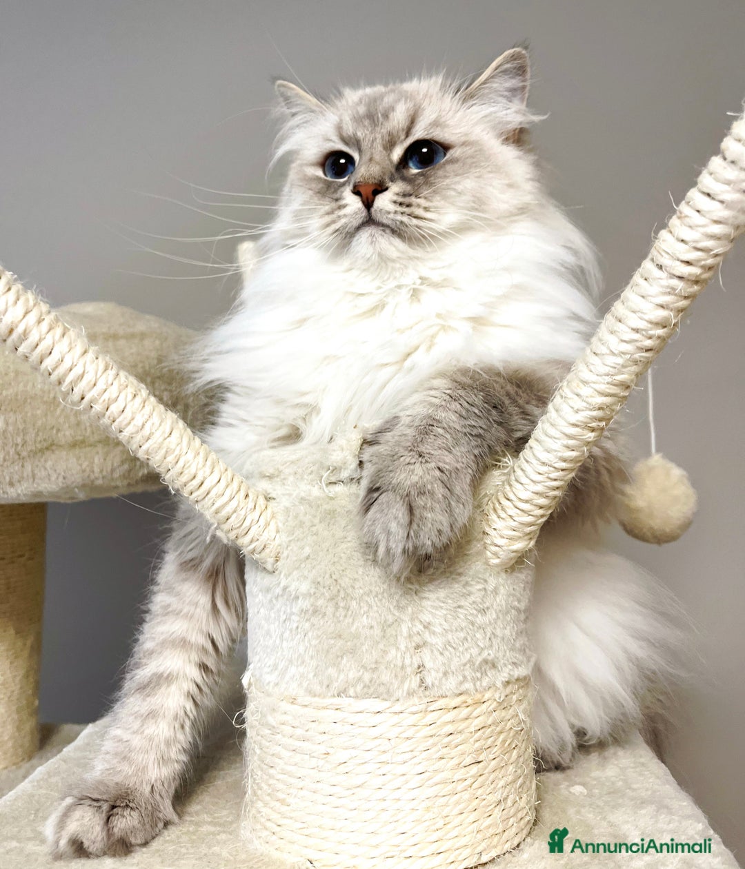 Siberiano gatti in vendita: Gatto Siberiano Neva Masquerade  - Annuncio 3