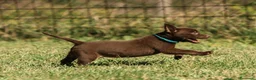 Australian Kelpie cani in vendita: Cuccioli Australian Kelpie  a Provincia di Siena - Annuncio 14