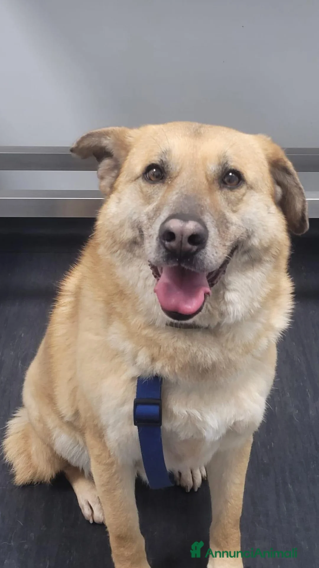 Meticcio cani in regalo: Raja, un'equilibrata meticcia di circa 5 anni - Annuncio 2