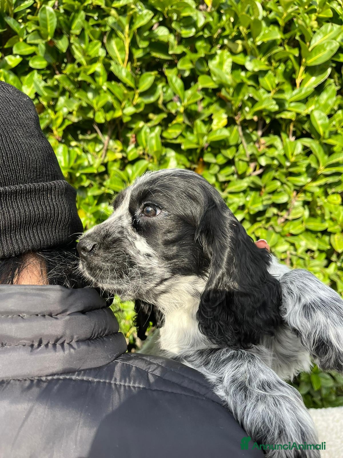 Cocker cani Cocker spaniel inglese con pedigree - Annuncio 2