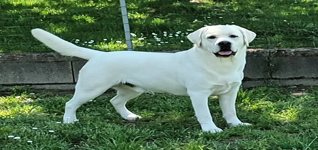 Immagine della galleria {{count}}