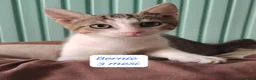 Europeo gatti in regalo: Tanti gattini desiderosi di trovare casa  a Provincia di Bergamo - Annuncio 1