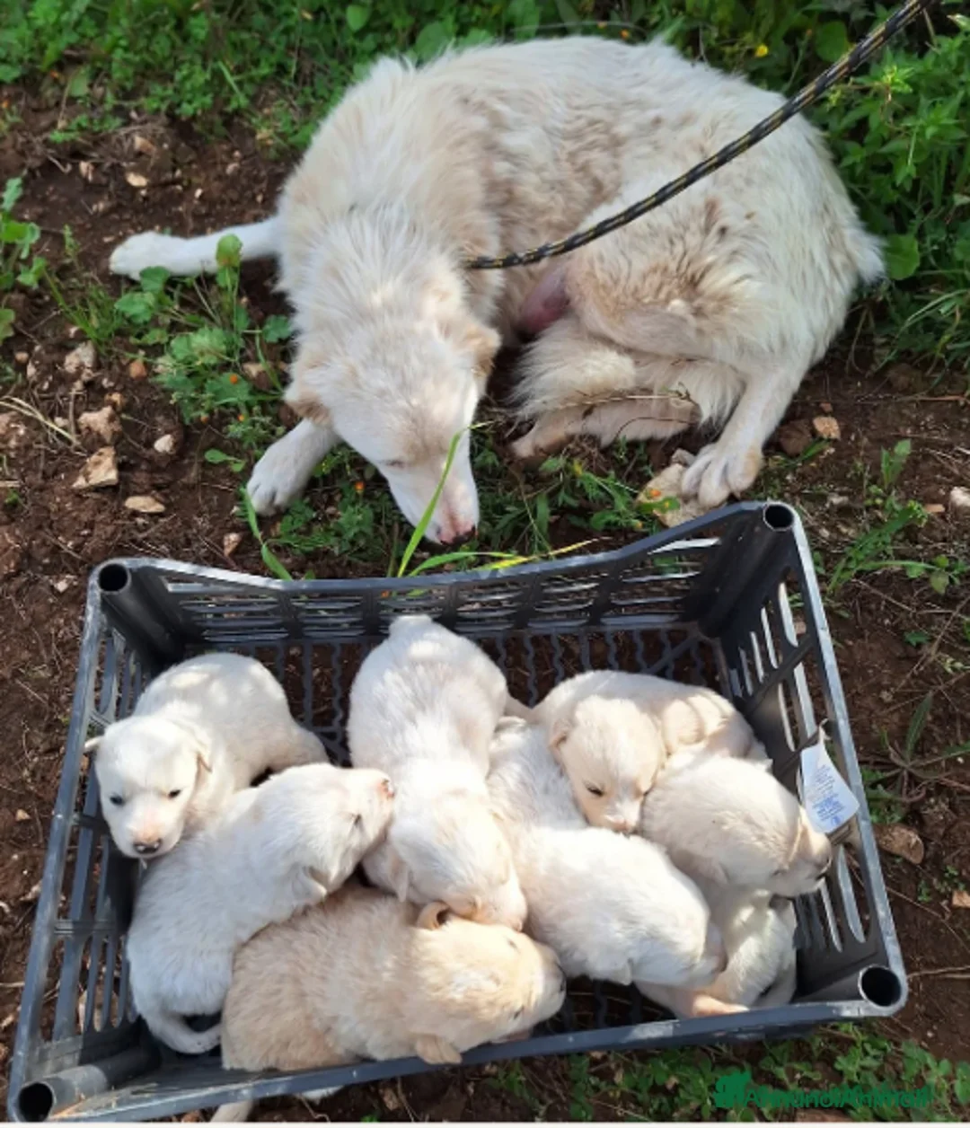 Meticcio cani in regalo: Ninfa, la cucciola rimasta sola - Annuncio 3