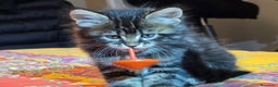 Maine Coon gatti in vendita: Vendo Cuccioli di Maine Coon - Annuncio 31