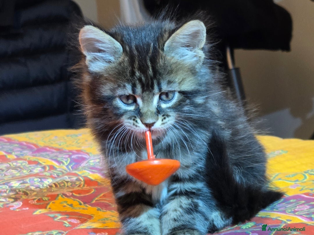 Maine Coon gatti in vendita: Vendo Cuccioli di Maine Coon - Annuncio 31