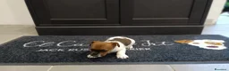 Jack Russell cani in vendita: Cuccioli di jack Russell pedigree Roi  - Annuncio 2