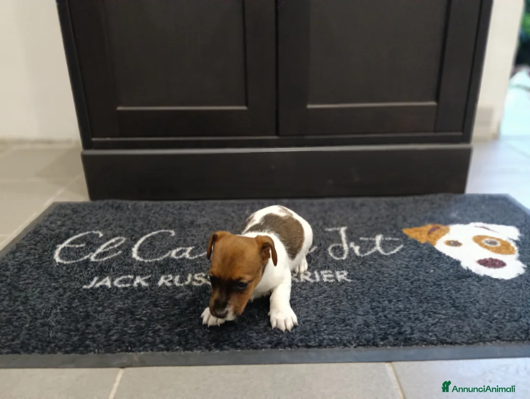 Jack Russell cani in vendita: Cuccioli di jack Russell pedigree Roi  - Annuncio 2