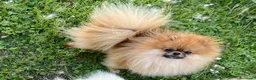 Volpino Pomerania cani in vendita: CUCCIOLE POMERANIA CON PEDIGREE ENCI - Annuncio 7