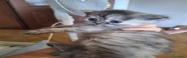 Persiano 1