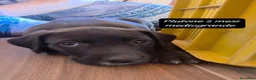 Meticcio cani in regalo: Trovatelli cercano urgentemente casa  a Provincia di Monza e della Brianza - Annuncio 7
