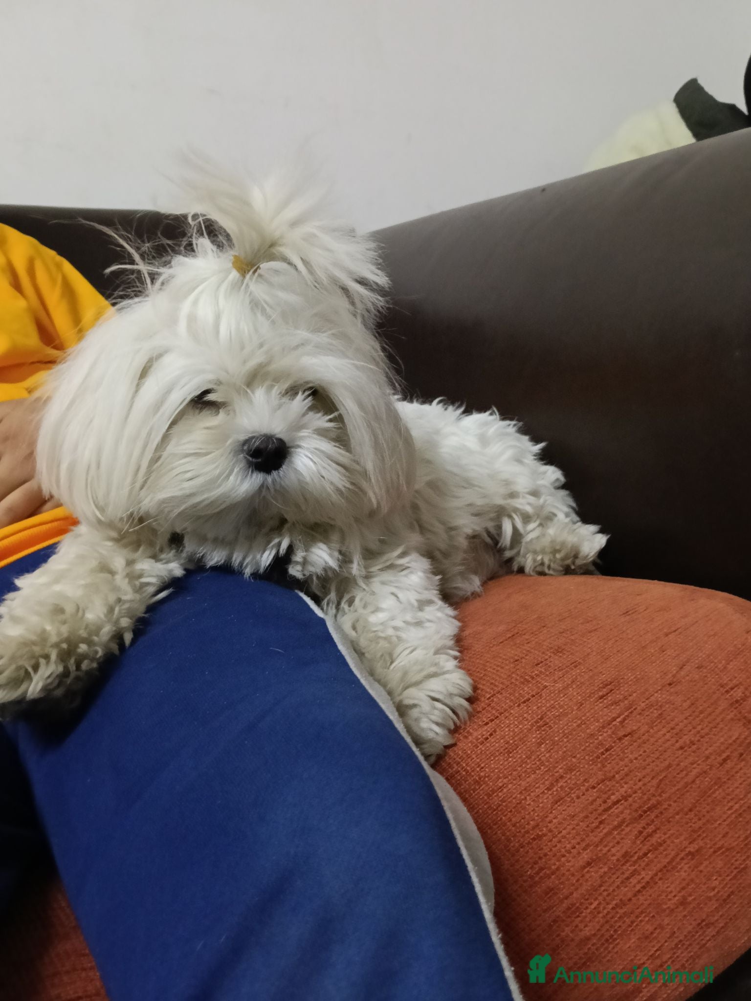 Maltese cani Maltese  - Annuncio 2