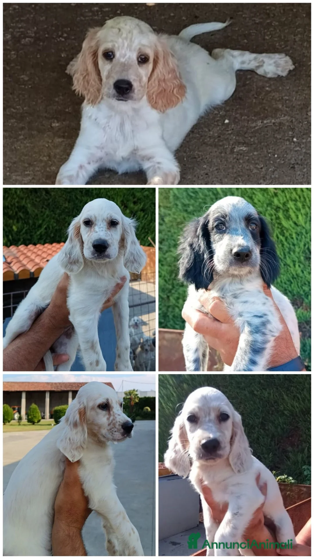 Setter Inglese cani in vendita: Cuccioli  - Annuncio 3