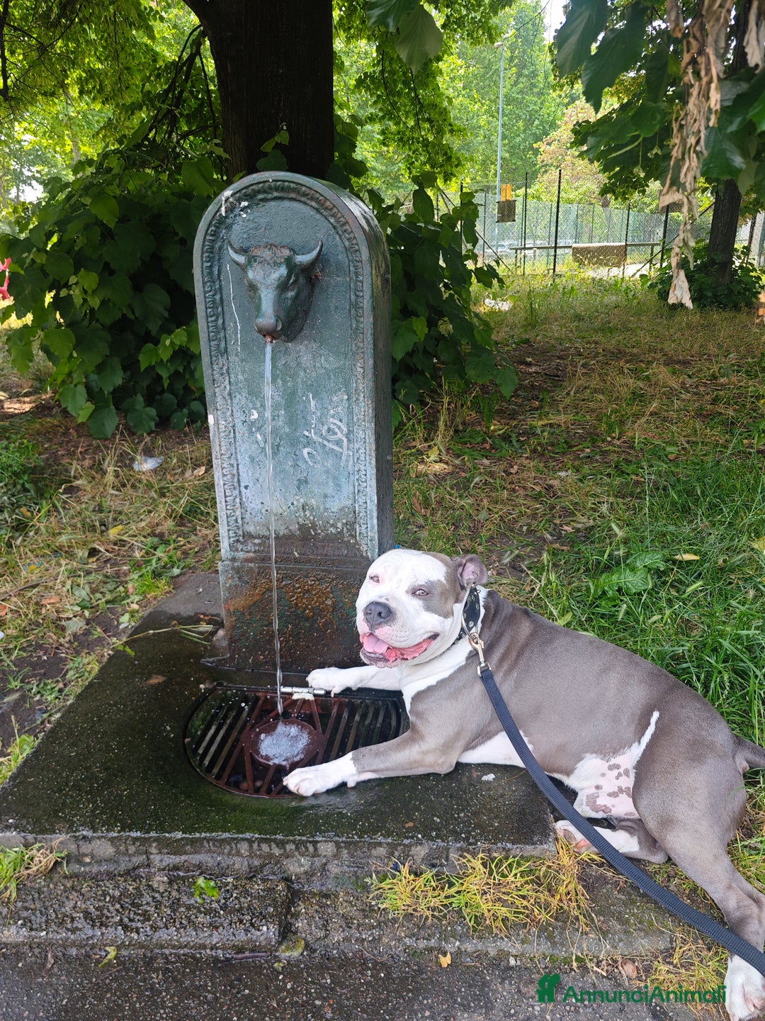 Pitbull cani per accoppiamento: Monta - Annuncio 9