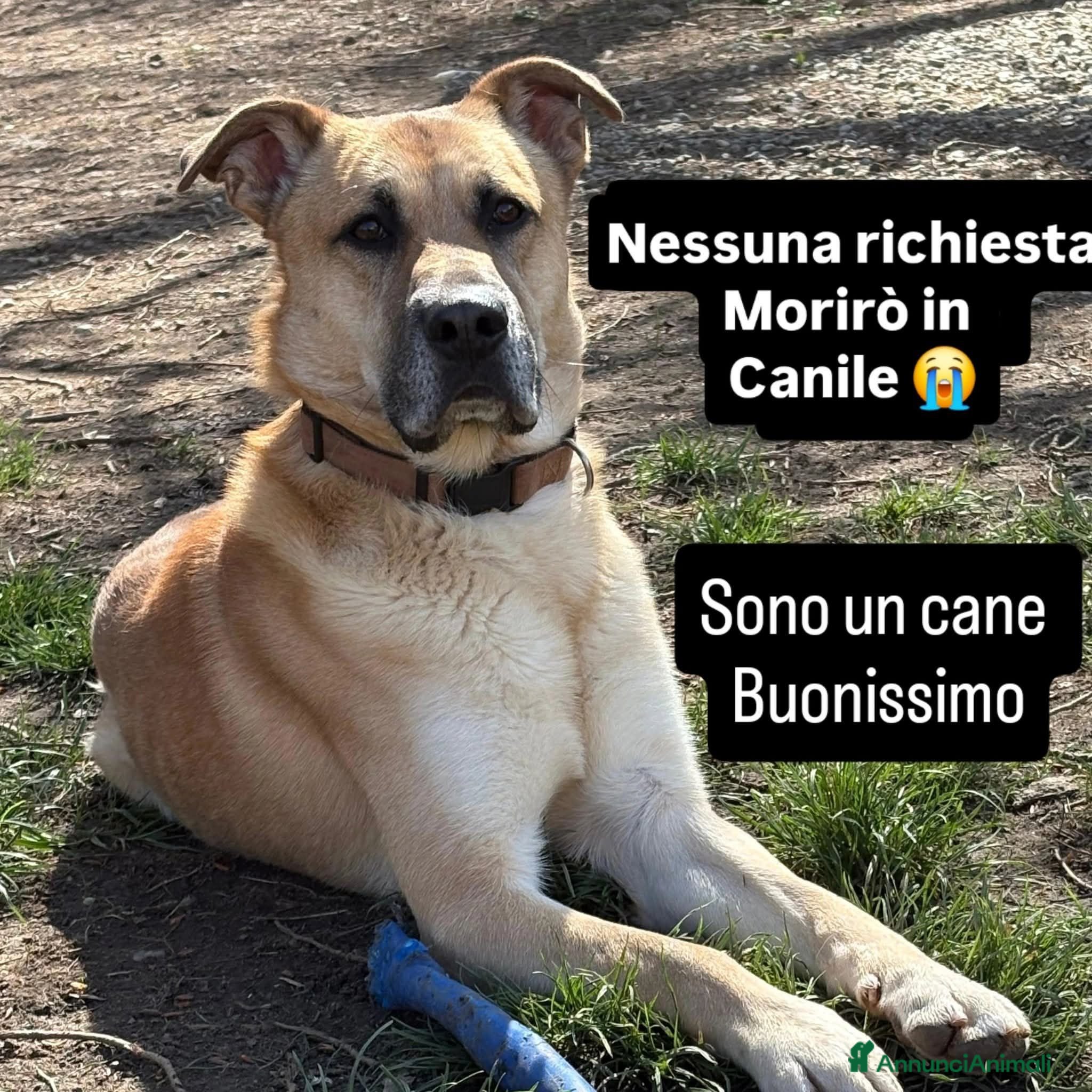 Meticcio cani KRATOS, non ancora 3 anni, ABITUATO IN CASA... - Annuncio 24