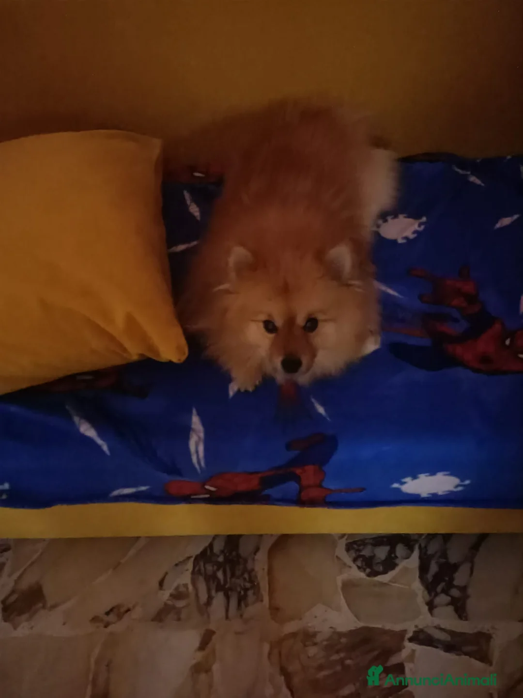 Spitz cani in regalo: Regalo Spitz tedesco maschio - Annuncio 6