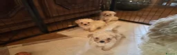 Maltipoo cani in vendita: Cuccioli Maltipoo  - Annuncio 3