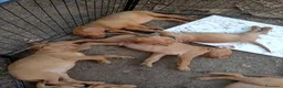 Vizsla cani in vendita: Bracco ungherese  - Annuncio 1