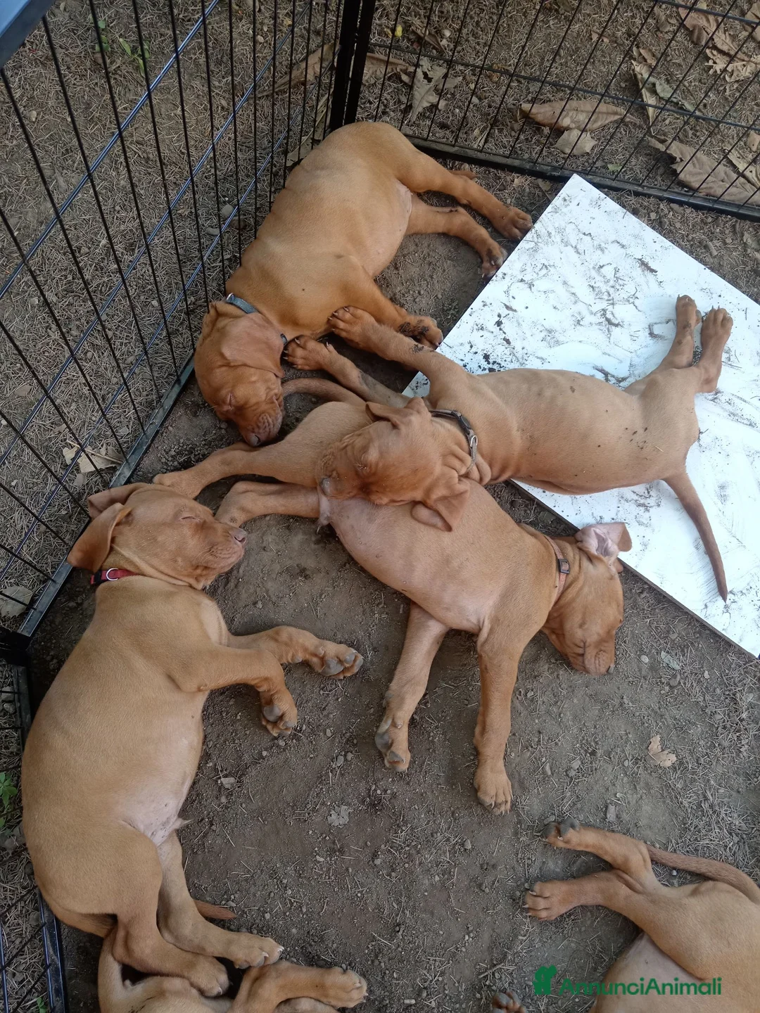 Vizsla cani in vendita: Bracco ungherese  - Annuncio 1