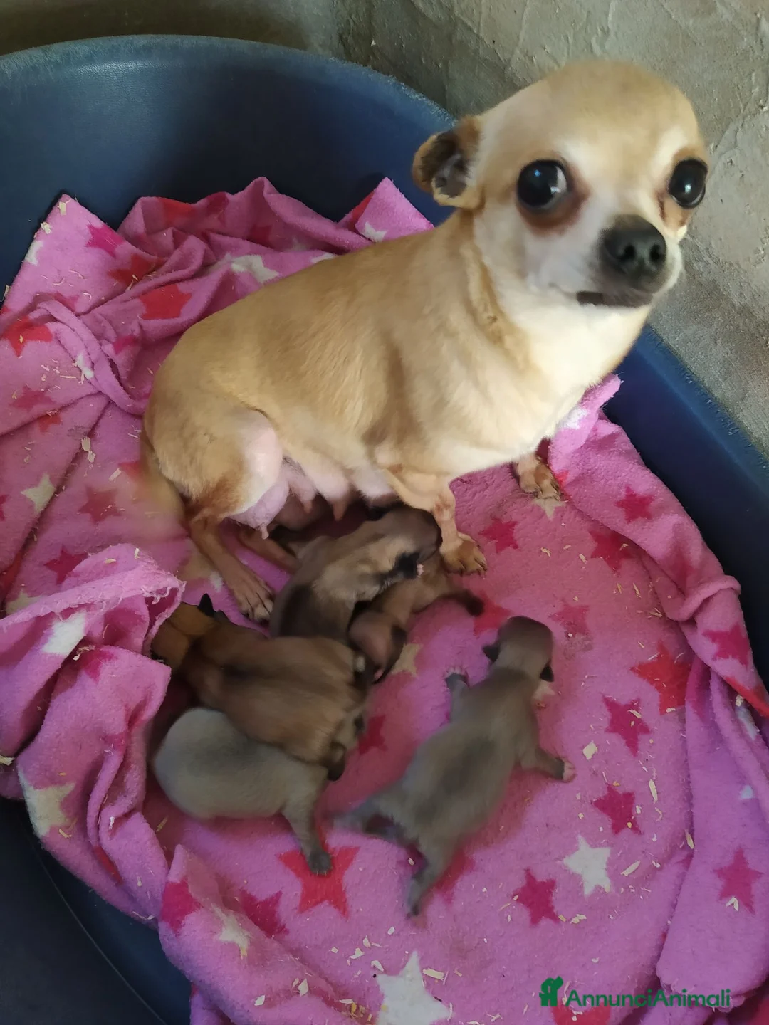 Chihuahua cani in vendita: Chihuahua cucciolo maschietto  - Annuncio 3
