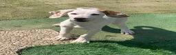 Meticcio cani in regalo: Pluto  - Annuncio 3