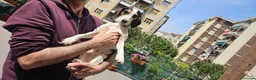 Meticcio cani in regalo: Cuccioli tenerissimi senza futuro  a Provincia di Modena - Annuncio 2