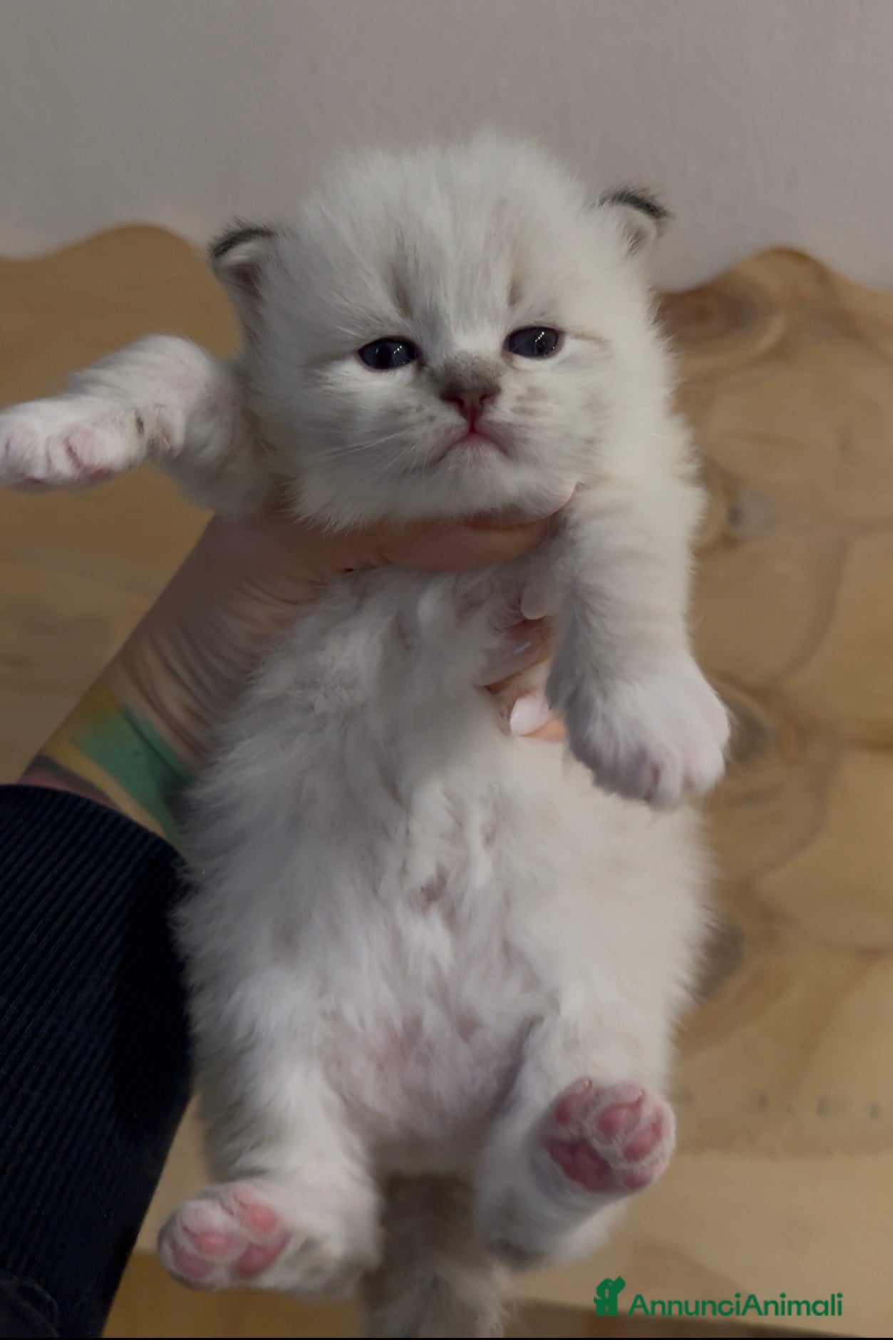 Siberiano gatti Allevamento Lo Scrigno di Diamanti - Annuncio 2