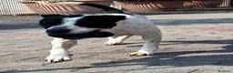 Meticcio cani in regalo: BLACK BELLO E GENTILE - Annuncio 8