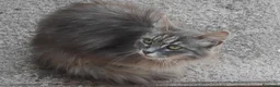 Meticcio gatti in regalo: Gattina taglia piccola - Annuncio 2