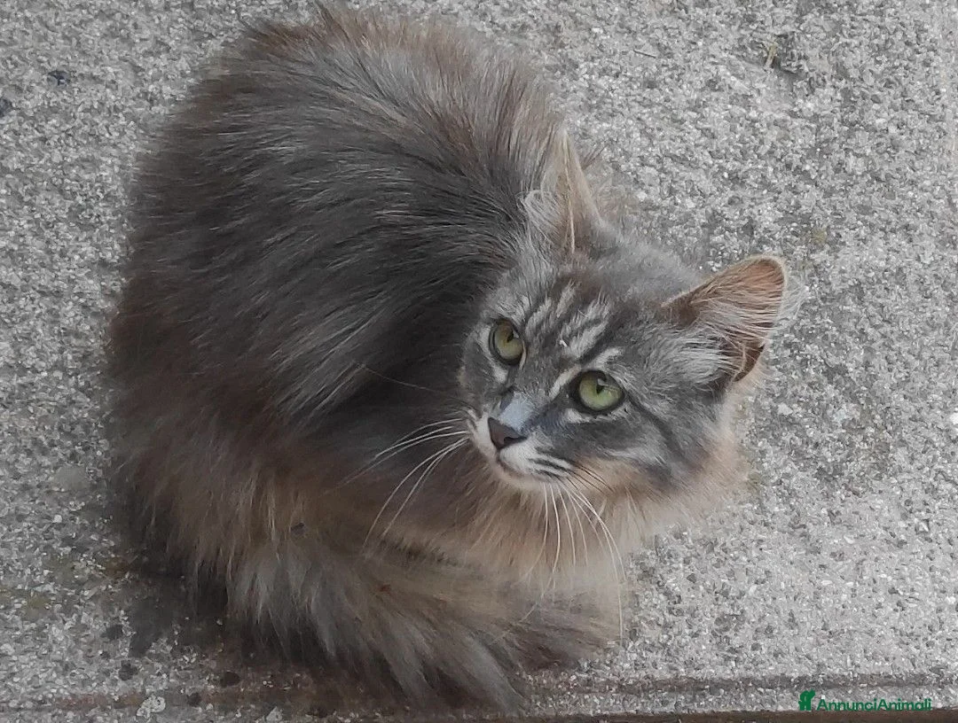 Meticcio gatti in regalo: Gattina taglia piccola - Annuncio 2