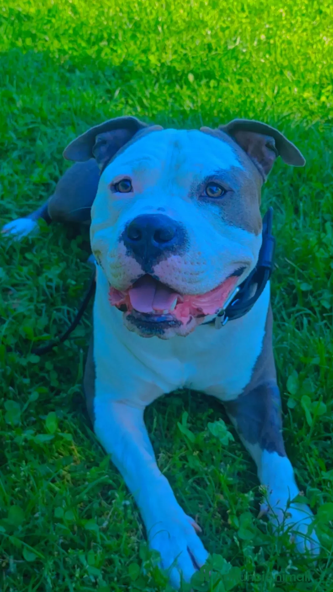 Pitbull cani per accoppiamento: Monta - Annuncio 11