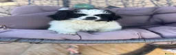 Pechinese cani in vendita: Cucciola femmina - Annuncio 1