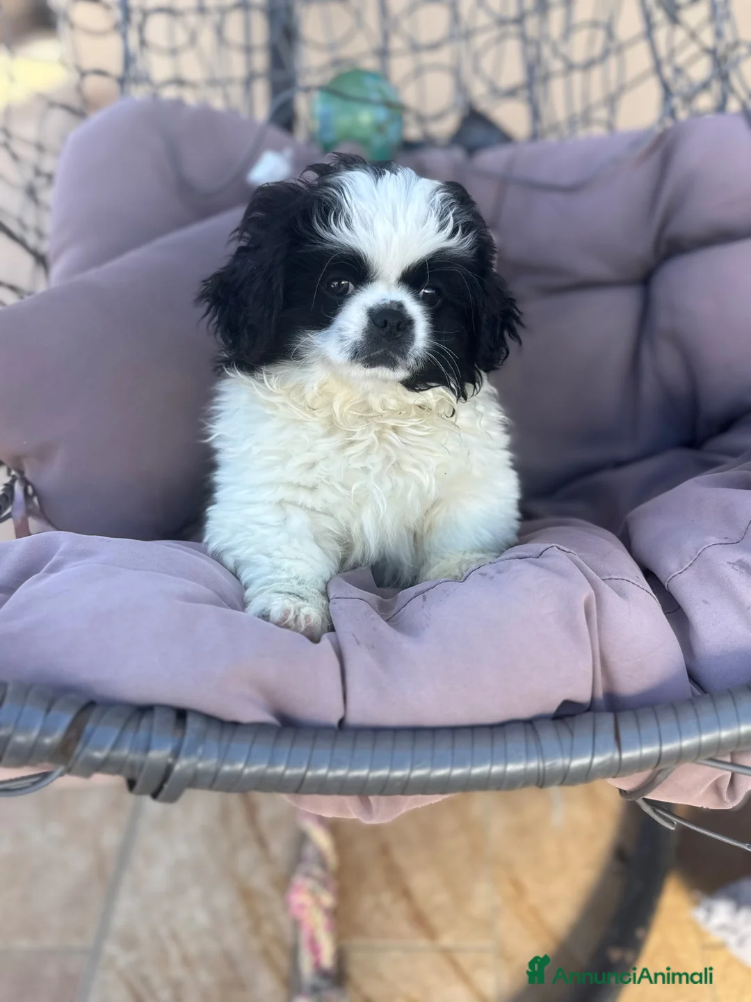Pechinese cani in vendita: Cucciola femmina - Annuncio 1