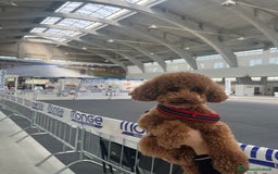 Barboncino Toy cani per accoppiamento: Disponibile per monta  - Annuncio 4