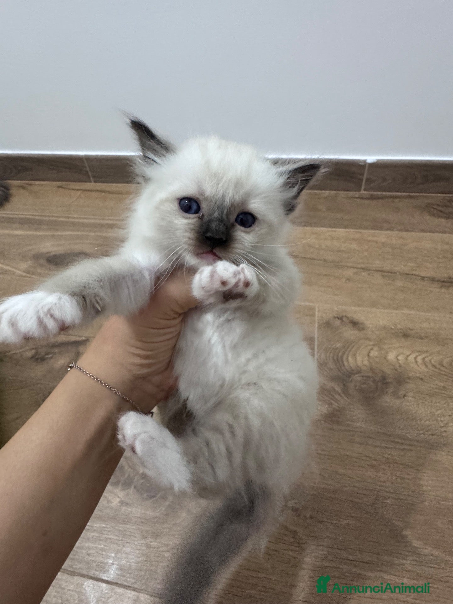 Ragdoll gatti Ragdoll - Annuncio 4