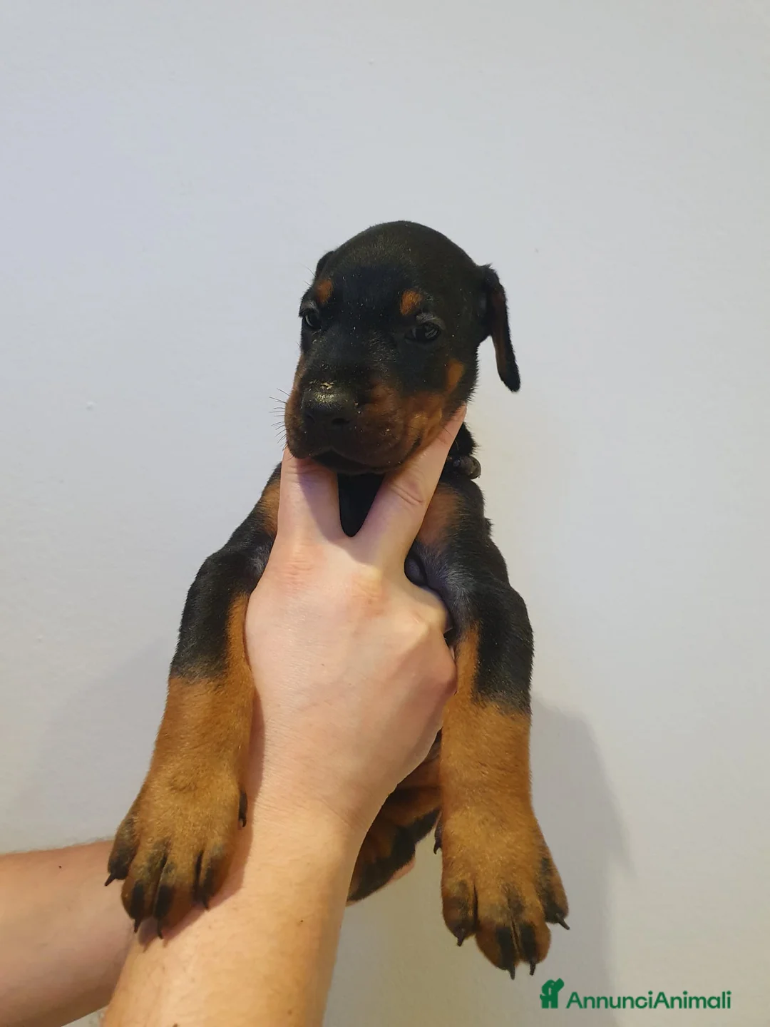 Dobermann cani in vendita: Cuccioli di Dobermann - Annuncio 14