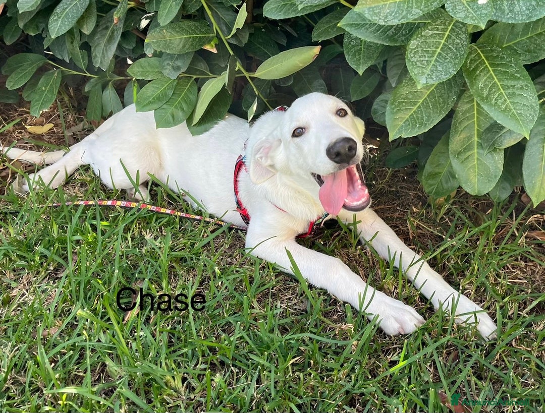 Pastore Maremmano cani in regalo: Chase e Rocky cuccioli di 4 mesi chiusi in box - Annuncio 3